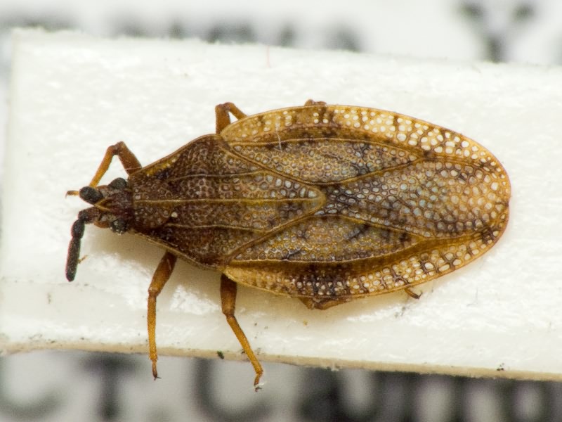 Catoplatus fabricii (Stål, 1868)